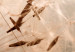 Obraz Letni podmuch (1-częściowy) pionowy 123750 additionalThumb 5