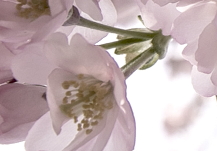Obraz Kwiaty wiśni (1-częściowy) pionowy 125850 additionalImage 4