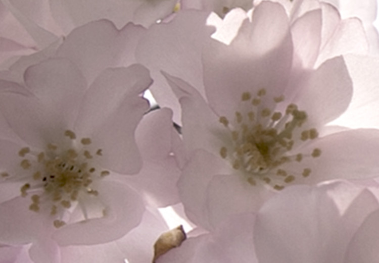 Obraz Kwiaty wiśni (1-częściowy) pionowy 125850 additionalImage 5