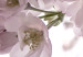 Obraz Kwiaty wiśni (1-częściowy) pionowy 125850 additionalThumb 4