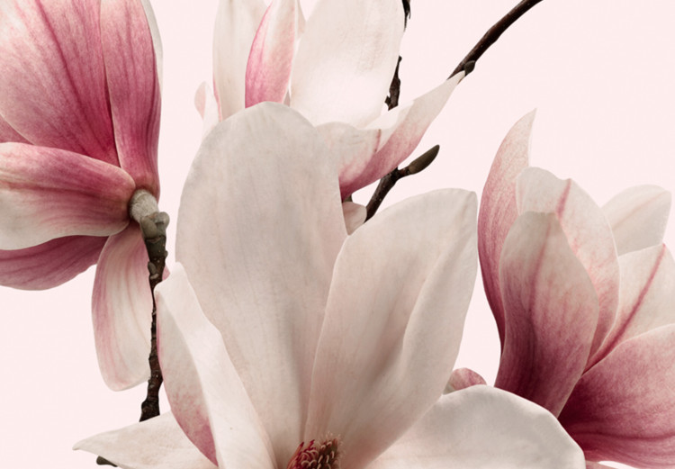 Obraz Wiosenne magnolie (3-częściowy) 118380 additionalImage 4
