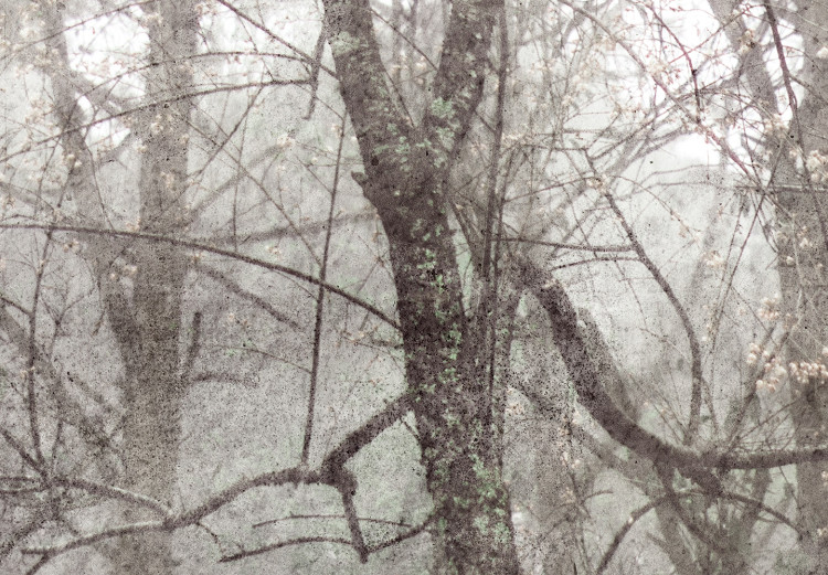 Fototapeta Korona drzew - krajobraz szarym w lesie pełnym drzew w stylu vintage 137880 additionalImage 3