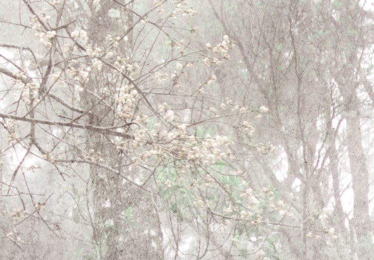 Fototapeta Korona drzew - krajobraz szarym w lesie pełnym drzew w stylu vintage 137880 additionalImage 4
