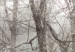 Fototapeta Korona drzew - krajobraz szarym w lesie pełnym drzew w stylu vintage 137880 additionalThumb 3