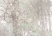 Fototapeta Korona drzew - krajobraz szarym w lesie pełnym drzew w stylu vintage 137880 additionalThumb 4
