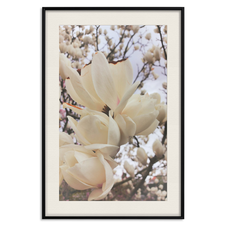 Plakat Złociste magnolie [Poster] 137001 additionalImage 3