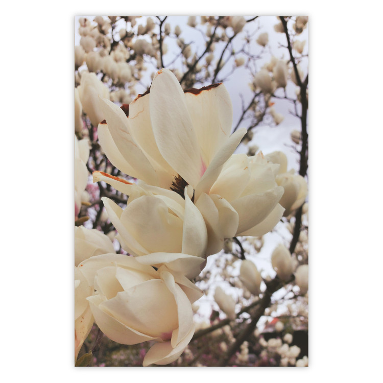 Plakat Złociste magnolie [Poster] 137001