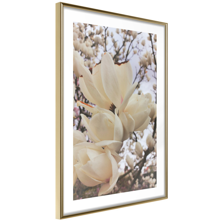 Plakat Złociste magnolie [Poster] 137001 additionalImage 20