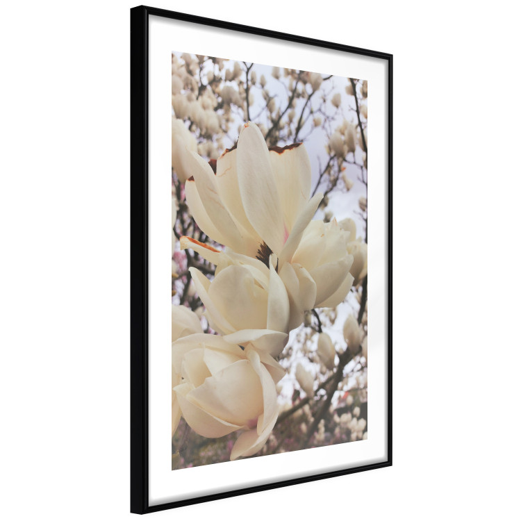 Plakat Złociste magnolie [Poster] 137001 additionalImage 21
