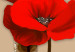 Obraz Białe i czerwone maki - tryptyk z kwiatami na brązowym tle 128831 additionalThumb 5