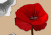 Obraz Białe i czerwone maki - tryptyk z kwiatami na brązowym tle 128831 additionalThumb 4