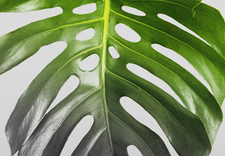 Obraz Tryptyk z roślinami - zielone liście na szarym tle 116841 additionalImage 5