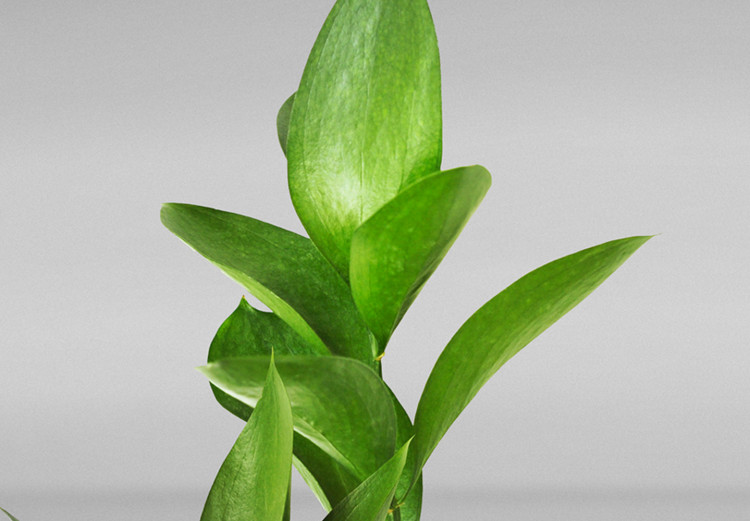 Obraz Tryptyk z roślinami - zielone liście na szarym tle 116841 additionalImage 4