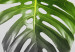 Obraz Tryptyk z roślinami - zielone liście na szarym tle 116841 additionalThumb 5