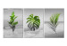 Obraz Tryptyk z roślinami - zielone liście na szarym tle 116841