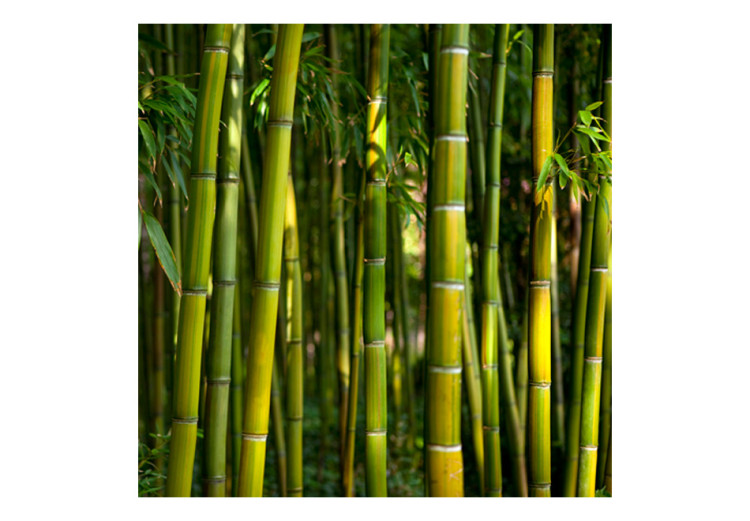Fototapeta Motyw japoński - las w stylu orientalnym z łodygami bambusów w centrum 61441 additionalImage 1