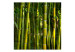 Fototapeta Motyw japoński - las w stylu orientalnym z łodygami bambusów w centrum 61441 additionalThumb 1