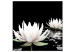 Obraz Kwiaty lotosu (1-częściowy) kwadrat 121871