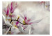Fototapeta Subtelne magnolie - trzeci wariant 126181 additionalThumb 1