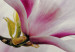 Fototapeta Subtelne magnolie - trzeci wariant 126181 additionalThumb 4