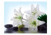Fototapeta Piękno natury - białe lilie leżące na kamieniach na błękitnym tle 60181 additionalThumb 1