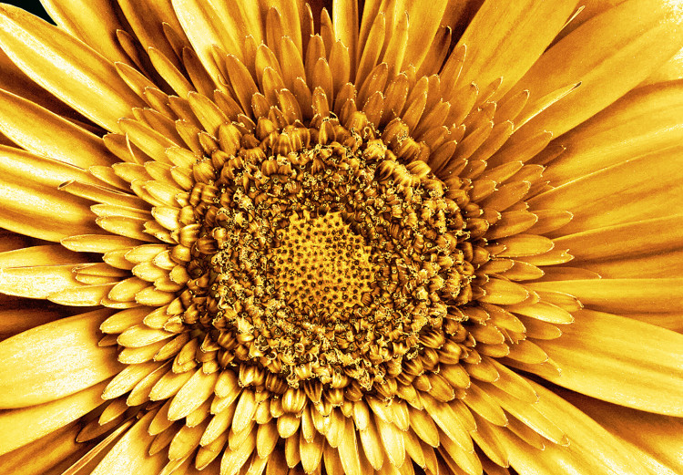Obraz Złote słoneczniki - tryptyk w stylu glamour ze złotymi kwiatami 132132 additionalImage 4