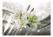 Fototapeta Piękno lilii - białe kwiaty na tle w zieleni z efektem blasku światła 93772 additionalThumb 1