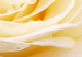 Obraz Kremowa róża 58563 additionalThumb 3