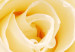Obraz Kremowa róża 58563 additionalThumb 2