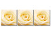 Obraz Kremowa róża 58563