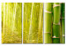 Obraz Bambus w tafli wody 58814