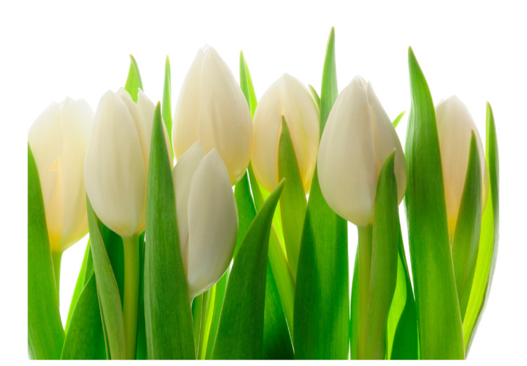 Fototapeta Białe tulipany - naturalny motyw kwiatowy z energetyczną zielenią 60344 additionalImage 1