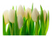 Fototapeta Białe tulipany - naturalny motyw kwiatowy z energetyczną zielenią 60344 additionalThumb 1