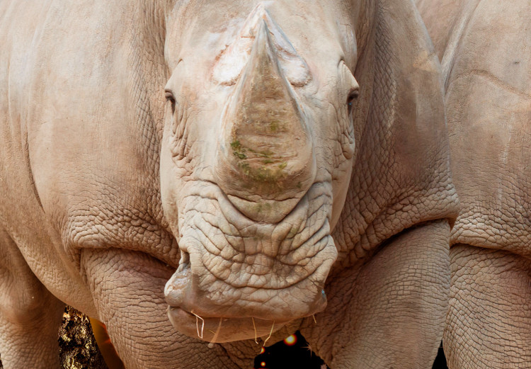 Fototapeta Trzy nosorożce - zwierzęta na nocnym tle z dodatkiem złota 125784 additionalImage 4
