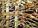 Obraz Głębia fantazji (3-częściowy) - złota abstrakcja z efektem podmuchu 48184 additionalThumb 3