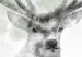 Fototapeta Jelenie we mgle - akwarelowe zwierzęta na zielonym tle 146405 additionalThumb 3