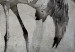 Fototapeta Wiosenna miłość ptaków – motyw żurawi w odcieniach szarości 138845 additionalThumb 4