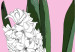 Obraz Biały hiacynt w czarno-białej doniczce - kompozycja na różowym tle 127255 additionalThumb 5