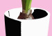 Obraz Biały hiacynt w czarno-białej doniczce - kompozycja na różowym tle 127255 additionalThumb 4
