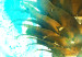 Obraz Złoty ananas - abstrakcja z martwą naturą na błękitnym tle 131675 additionalThumb 4