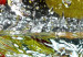 Obraz okrągły Orzeźwienie - zdjęcie owoców wpadających do wody na czarnym tle 148716 additionalThumb 2