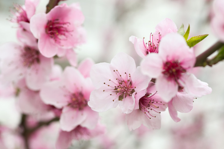 Fototapeta Różowe kwiaty kwitnącej wiśni - japoński motyw kwiatowy z rozmytym tle 60716