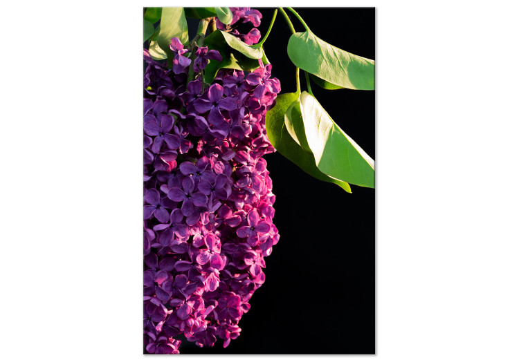 Obraz Lilak pospolity - zdjęcie fioletowego kwiatu i liści na czarnym tle 121626