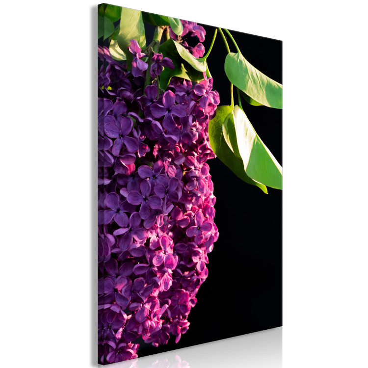 Obraz Lilak pospolity - zdjęcie fioletowego kwiatu i liści na czarnym tle 121626 additionalImage 2