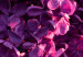 Obraz Lilak pospolity - zdjęcie fioletowego kwiatu i liści na czarnym tle 121626 additionalThumb 4