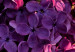 Obraz Lilak pospolity - zdjęcie fioletowego kwiatu i liści na czarnym tle 121626 additionalThumb 5