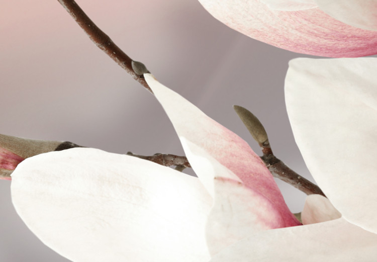 Obraz Magnolia w rozkwicie (5-częściowy) szeroki 107236 additionalImage 5