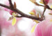 Obraz Kwitnące drzewo magnolii 58776 additionalThumb 4