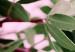 Obraz Tryptyk z liśćmi - kompozycja składająca się z różnych rodzajów liści 124407 additionalThumb 5