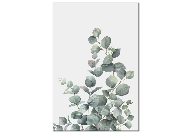 Obraz Liście eukaliptusa - pejzaż z motywem botanicznym na białym tle 137217
